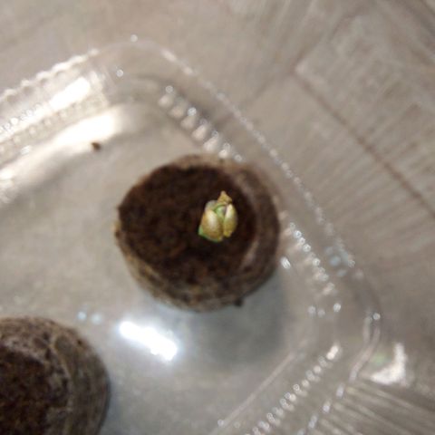 Strawberry Bubbles growlog timeline photo