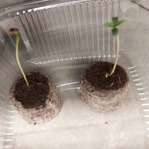 Strawberry Bubbles growlog timeline photo