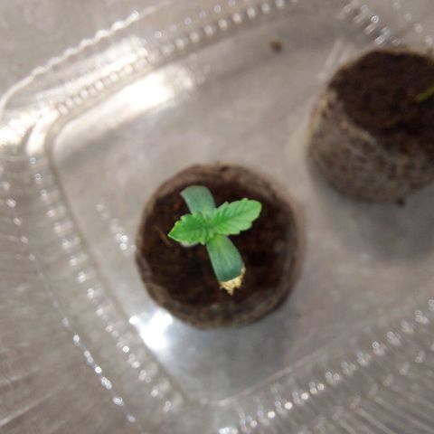 Strawberry Bubbles growlog timeline photo