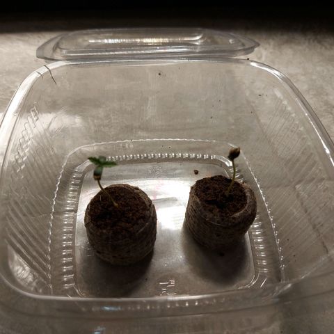 Strawberry Bubbles growlog timeline photo
