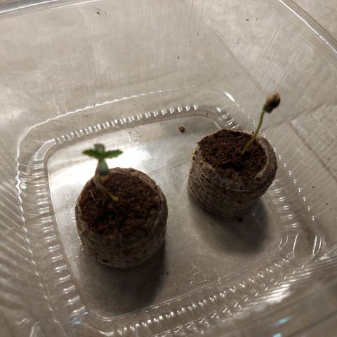 Strawberry Bubbles growlog timeline photo