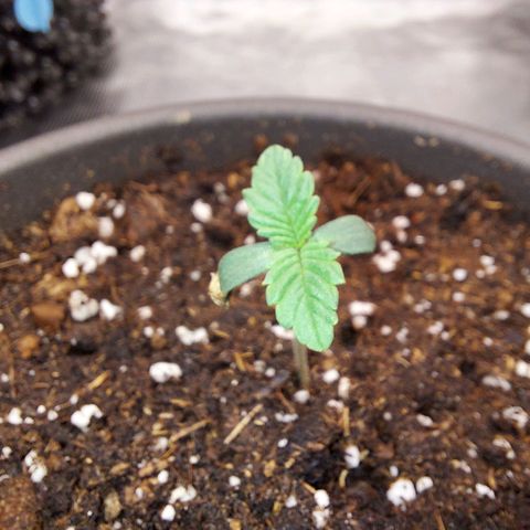 Strawberry Bubbles growlog photo: Bigger pot 

Strawberry Bubbles still has the cap on 

Watered with 6.8 pH
0.4ml/L Voodoo Juice 
