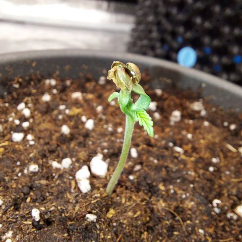 Strawberry Bubbles growlog photo: Bigger pot 

Strawberry Bubbles still has the cap on 

Watered with 6.8 pH
0.4ml/L Voodoo Juice 
