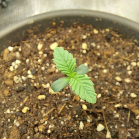 Strawberry Bubbles growlog photo: Strawberry Bubbles dropped the cap 🧢

Temperature and RH seems good
