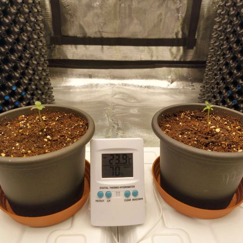 Strawberry Bubbles growlog photo: Strawberry Bubbles dropped the cap 🧢

Temperature and RH seems good