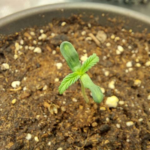 Strawberry Bubbles growlog photo: Strawberry Bubbles dropped the cap 🧢

Temperature and RH seems good
