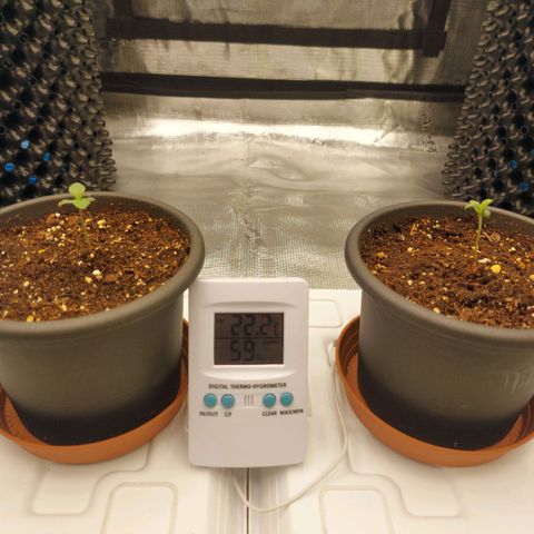Strawberry Bubbles growlog timeline photo