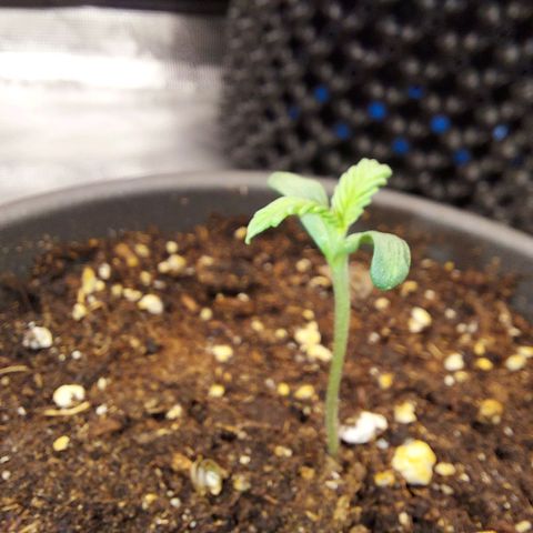 Strawberry Bubbles growlog timeline photo