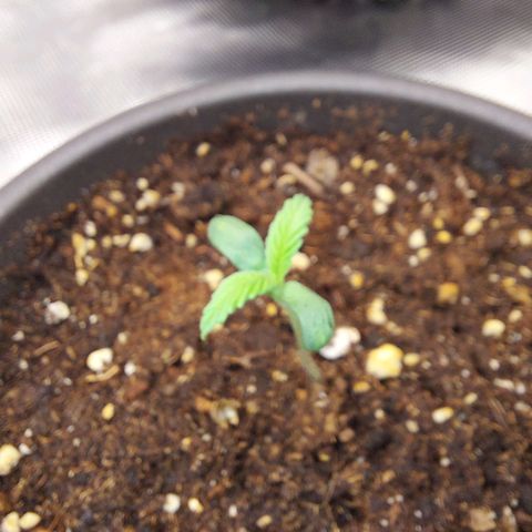 Strawberry Bubbles growlog timeline photo