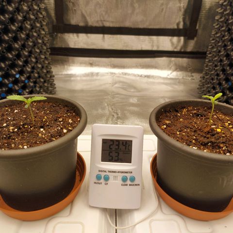 Strawberry Bubbles growlog timeline photo