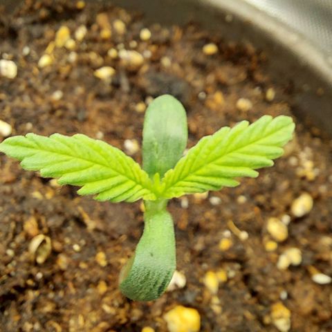 Strawberry Bubbles growlog timeline photo