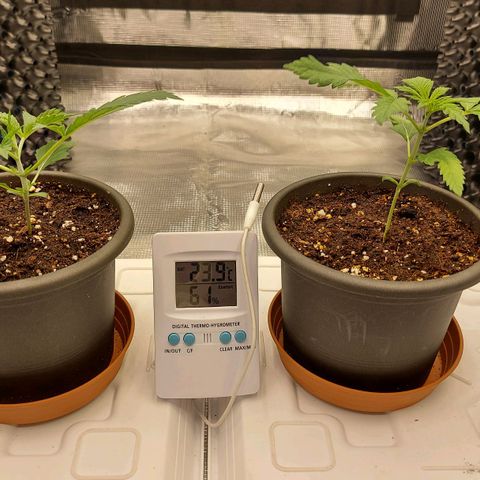 Strawberry Bubbles growlog timeline photo