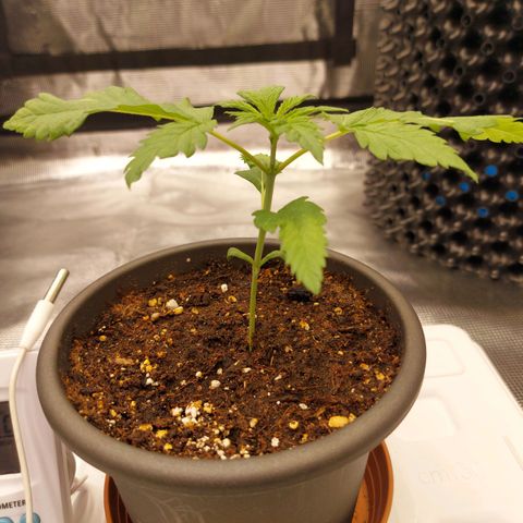 Strawberry Bubbles growlog timeline photo