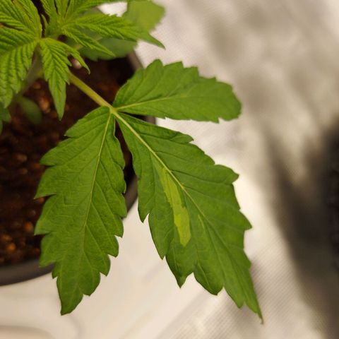 Strawberry Bubbles growlog timeline photo