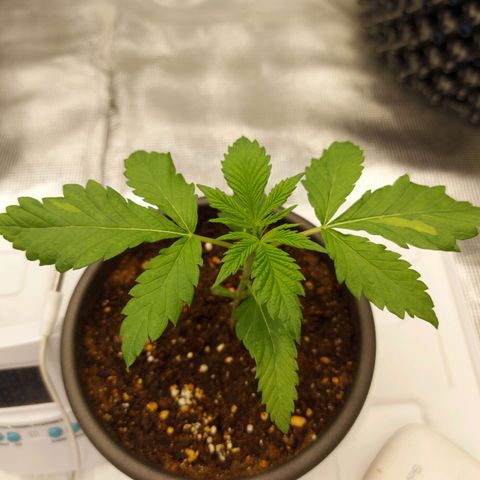 Strawberry Bubbles growlog timeline photo