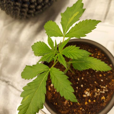 Strawberry Bubbles growlog timeline photo