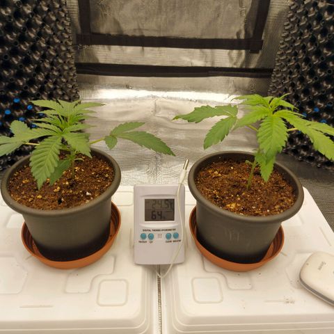 Strawberry Bubbles growlog photo: Moved the light higher 