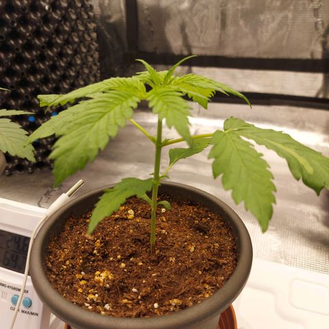 Strawberry Bubbles growlog timeline photo