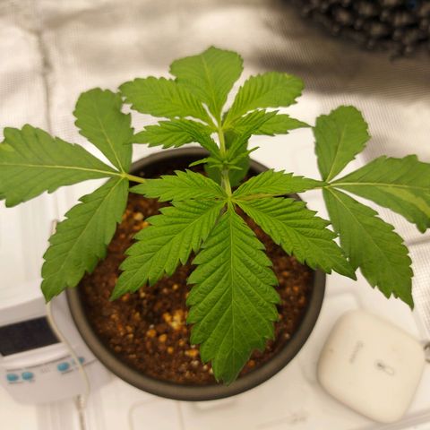 Strawberry Bubbles growlog timeline photo