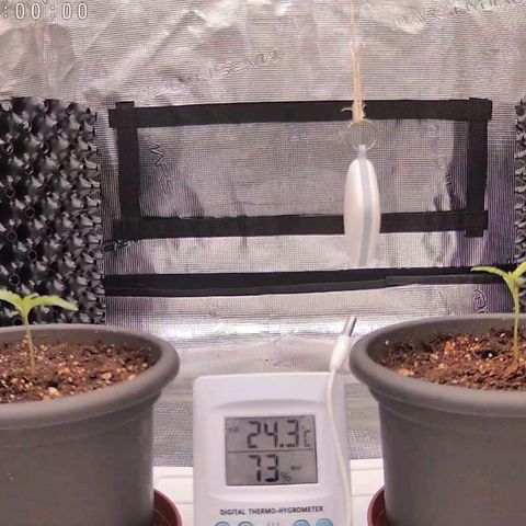 Strawberry Bubbles growlog timeline photo