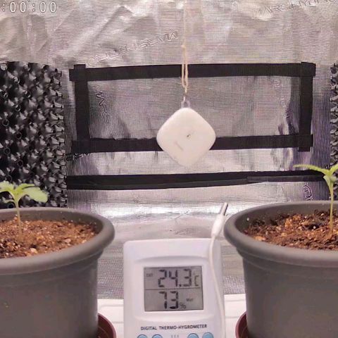 Strawberry Bubbles growlog timeline photo