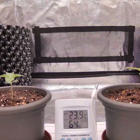 Strawberry Bubbles growlog timeline photo