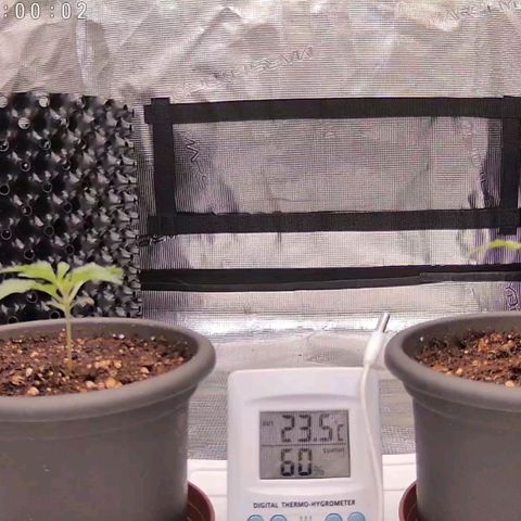 Strawberry Bubbles growlog timeline photo