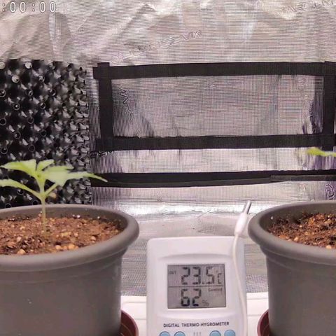 Strawberry Bubbles growlog timeline photo