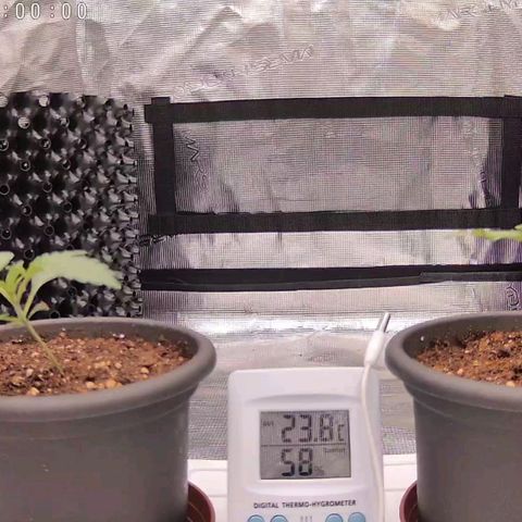 Strawberry Bubbles growlog timeline photo