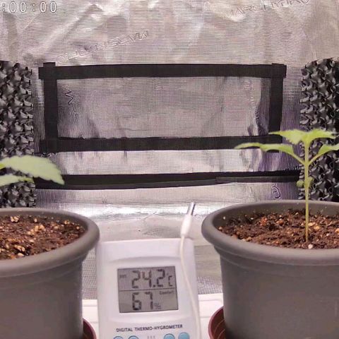 Strawberry Bubbles growlog timeline photo