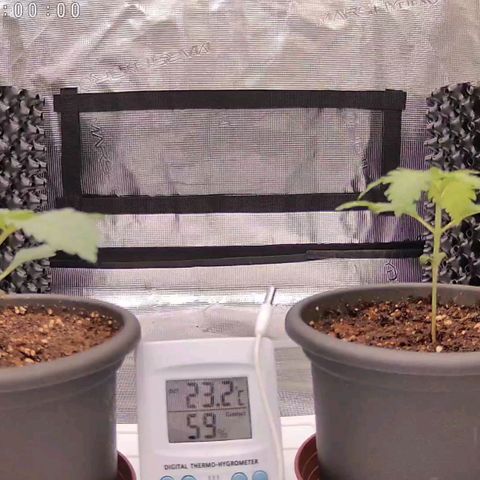 Strawberry Bubbles growlog timeline photo