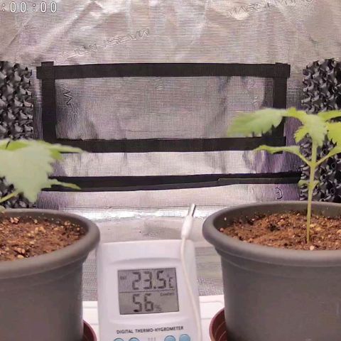 Strawberry Bubbles growlog timeline photo