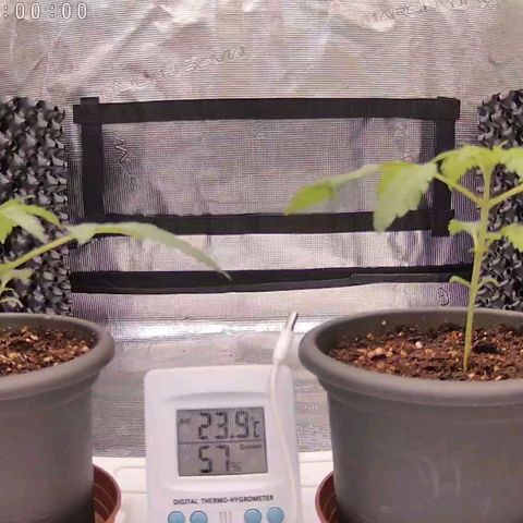 Strawberry Bubbles growlog timeline photo