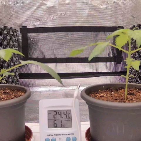Strawberry Bubbles growlog timeline photo