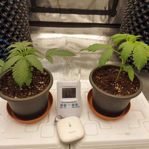 Strawberry Bubbles growlog timeline photo