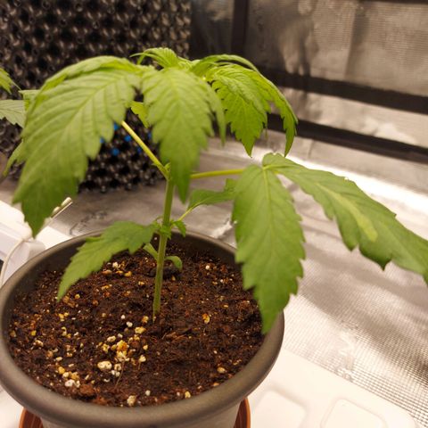 Strawberry Bubbles growlog timeline photo