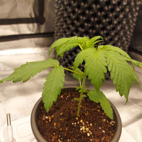 Strawberry Bubbles growlog timeline photo