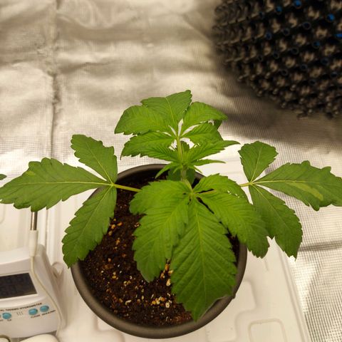 Strawberry Bubbles growlog timeline photo