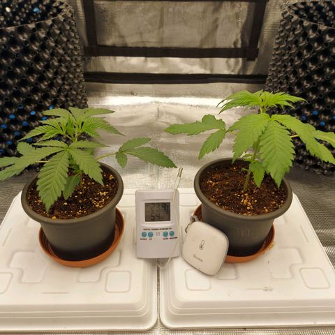 Strawberry Bubbles growlog timeline photo