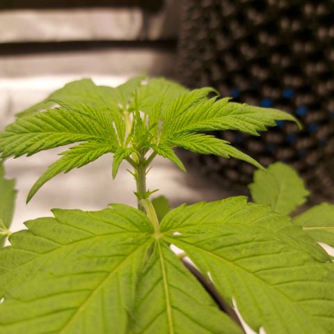 Strawberry Bubbles growlog timeline photo