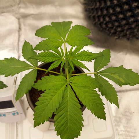 Strawberry Bubbles growlog timeline photo