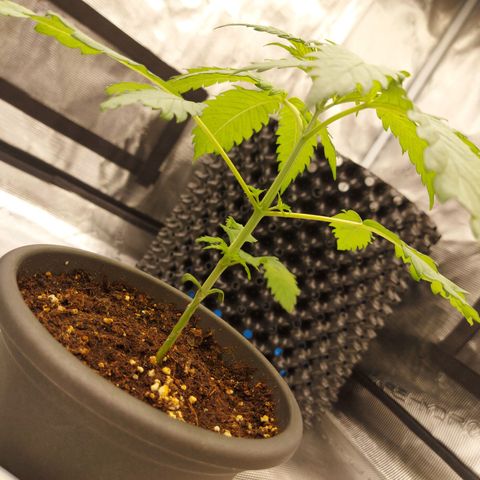Strawberry Bubbles growlog timeline photo