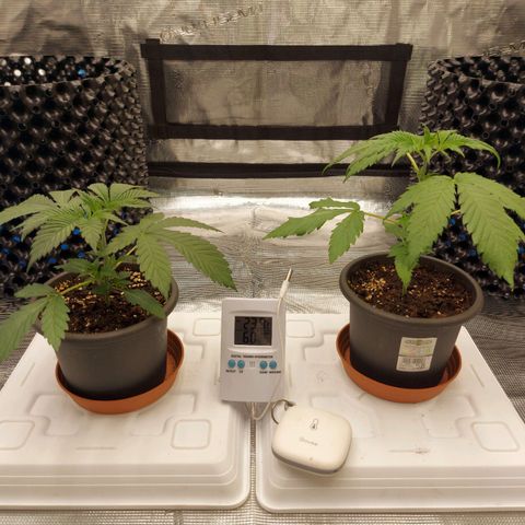 Strawberry Bubbles growlog timeline photo