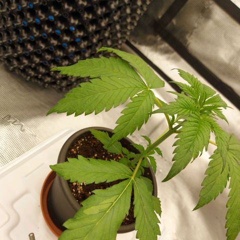 Strawberry Bubbles growlog timeline photo