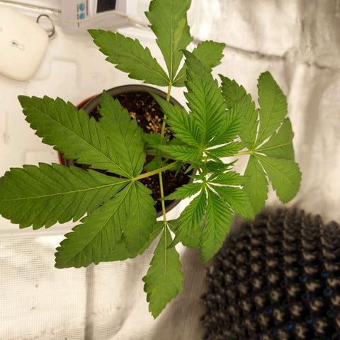 Strawberry Bubbles growlog timeline photo