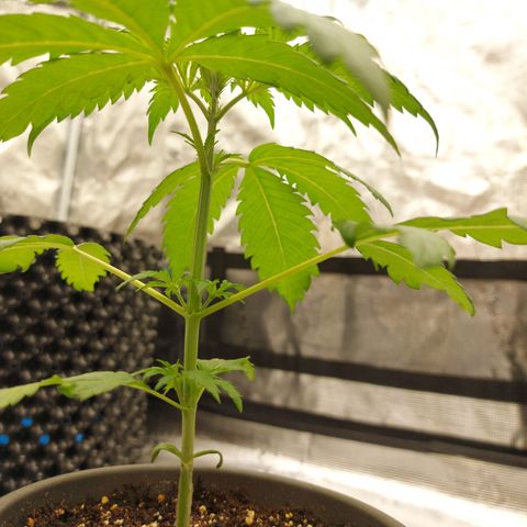 Strawberry Bubbles growlog timeline photo