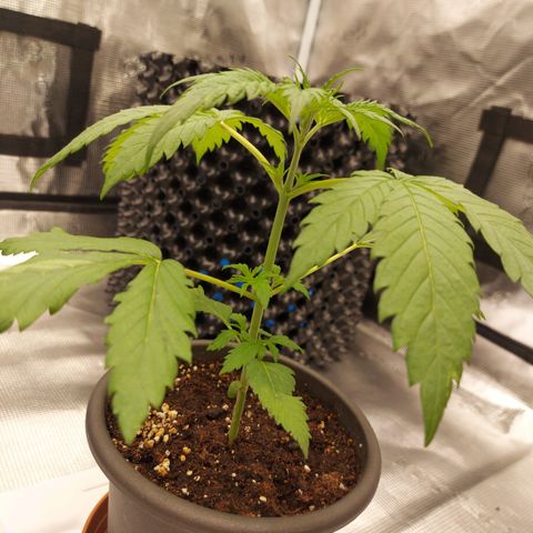 Strawberry Bubbles growlog timeline photo
