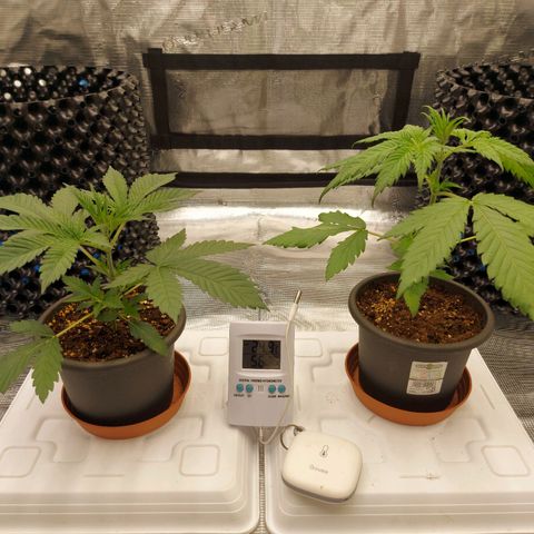 Strawberry Bubbles growlog timeline photo