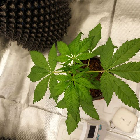 Strawberry Bubbles growlog timeline photo