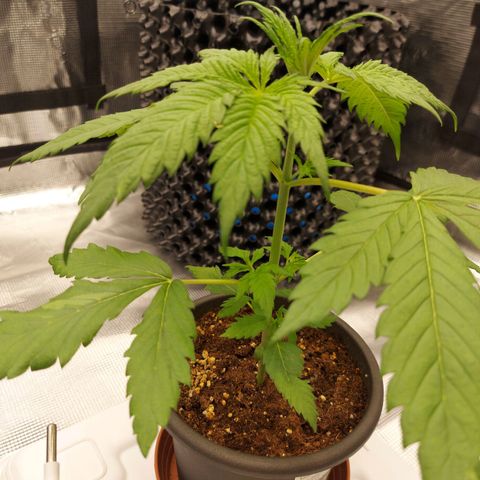 Strawberry Bubbles growlog timeline photo